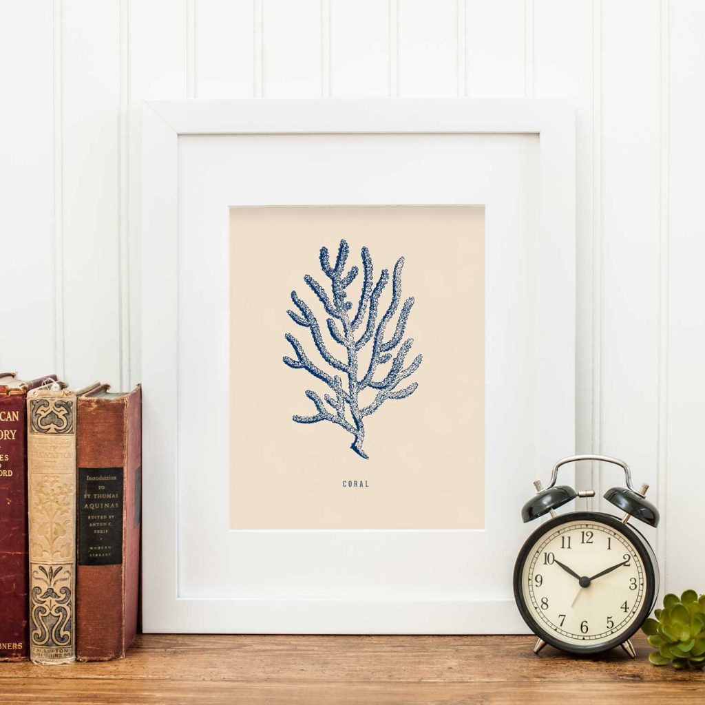 Vintage Sea Life Art Print Set – Southbound Market